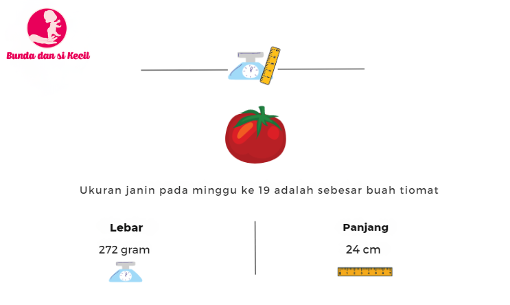 kehamilan 19 minggu, perkembangan janin, gejala ibu hamil, kesehatan ibu hamil, Bunda, si Kecil